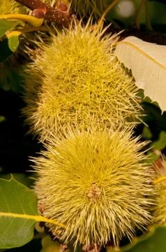 Chestnuts II Stock Photos