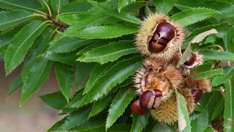 The chestnuts inside the hedgehogs hanging from the chestnut branches harvest. Stock Footage 219477604