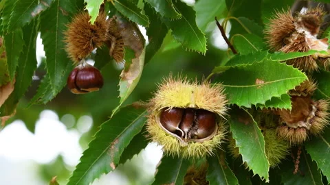 The chestnuts inside the ripe hadgehogs of chestnut tree Stock Footage 232424322