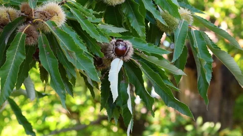 The chestnuts inside the ripe hadgehogs hanging from the chestnut branches Stock Footage 162983982