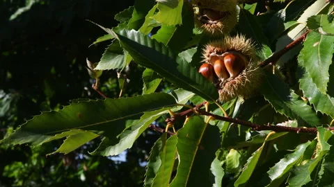 The chestnuts inside the ripe hadgehogs hanging from the chestnut branches Stock Footage 163347741