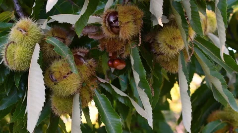 The chestnuts inside the ripe hadgehogs hanging from the chestnut branches. Stock Footage 163806560
