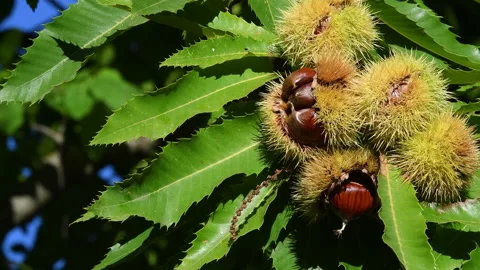 The chestnuts inside the ripe hadgehogs hanging from the chestnut branches Stock Footage 164295916