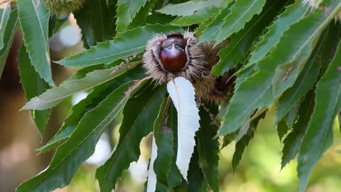 The chestnuts inside the ripe hadgehogs hanging from the chestnut branches Stock Footage 164296668