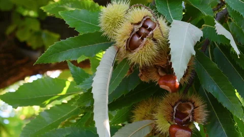 Chestnuts inside ripe hedgehogs are about to fall from the tree Stock Footage 162983990