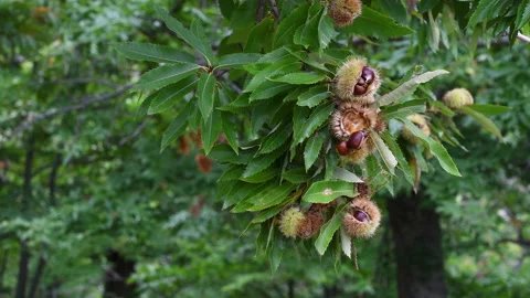 The chestnuts inside the ripe hedgehogs hanging from the chestnut branches 스톡 동영상 219479696