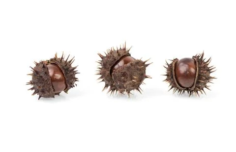 Chestnuts isolated on white background. Stock Photos