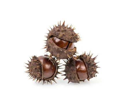 Chestnuts isolated on white background. Stock Photos