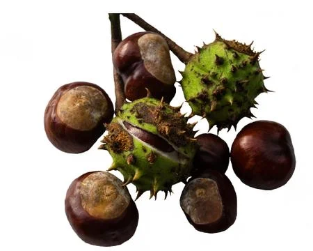 Chestnuts just isolated Foto stock