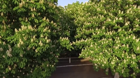 Chestnuts In Kyiv 스톡 동영상 75353732