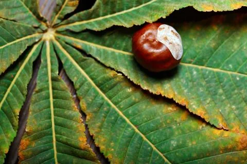 Chestnuts on the leaf. Close-up Stock Photos