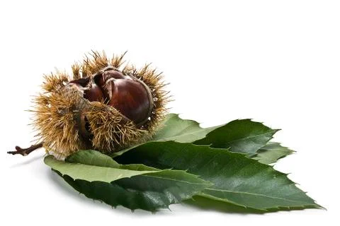 Chestnuts with leaves and burs. Stock Photos
