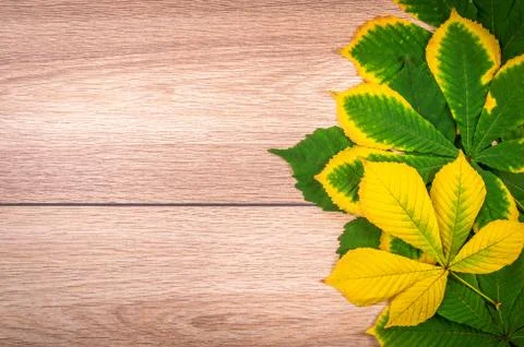 Chestnuts leaves Stock Photos