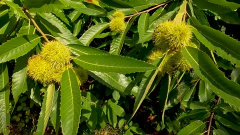 Chestnuts in the mountain forest Stock Footage 217412287