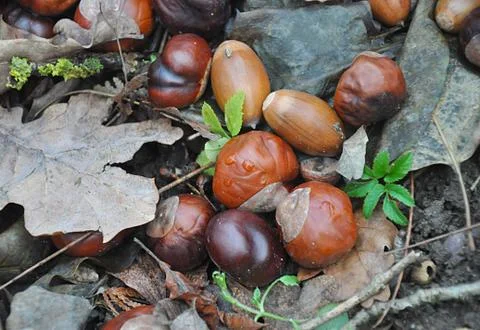 Chestnuts in nature Stock Photos