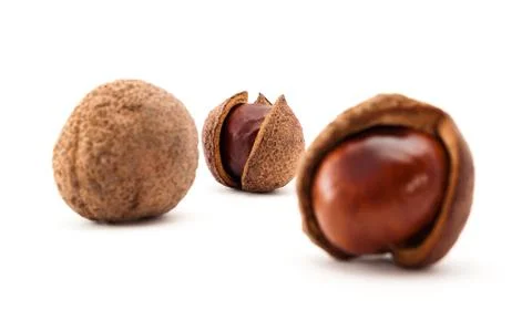 Chestnuts in open peels Stock Photos