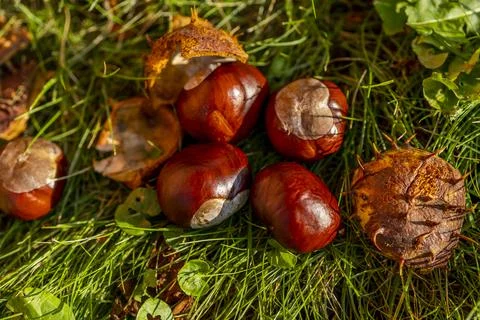 Chestnuts in an open shell lying between autumn grass and fallen leaves Stock Photos