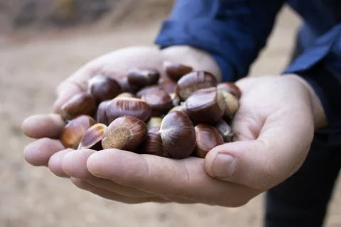 Chestnuts in Palms Close Up Stock Photos