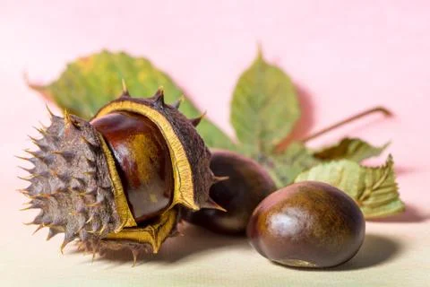 Chestnuts on a pastel background Stock Photos