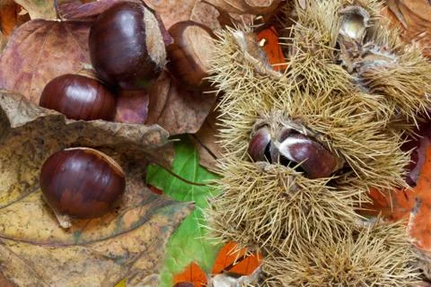 Chestnuts Stock Photos