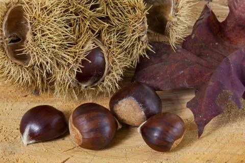 Chestnuts Stock Photos