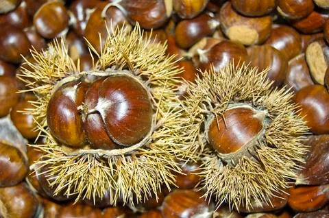 Chestnuts Stock Photos