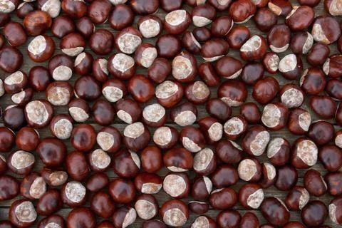 Chestnuts Stock Photos