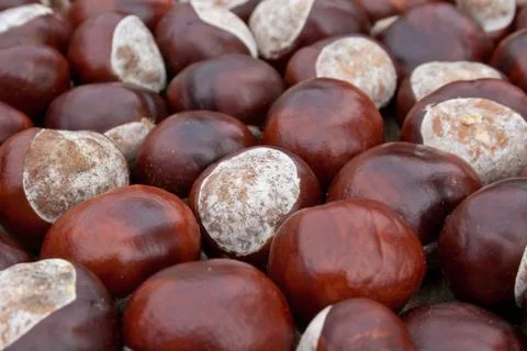 Chestnuts Stock Photos