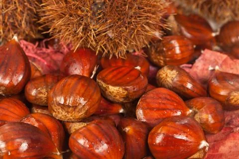 Chestnuts Stock Photos
