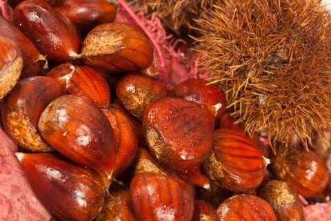 Chestnuts Stock Photos