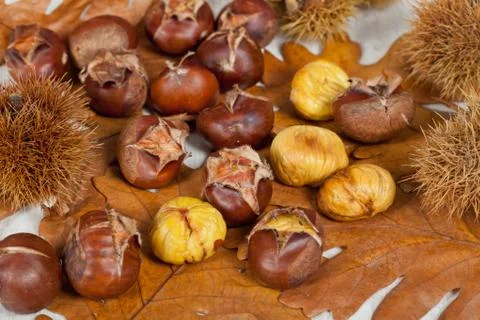 Chestnuts Stock Photos
