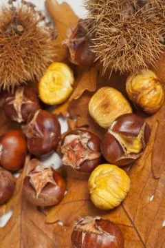 Chestnuts Stock Photos