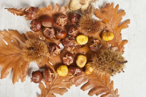 Chestnuts Stock Photos