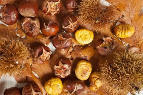 Chestnuts Stock Photos