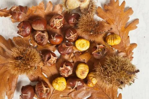 Chestnuts Stock Photos