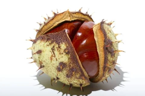 Chestnuts Stock Photos
