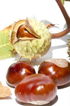 Chestnuts Stock Photos