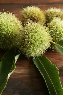 Chestnuts Stock Photos