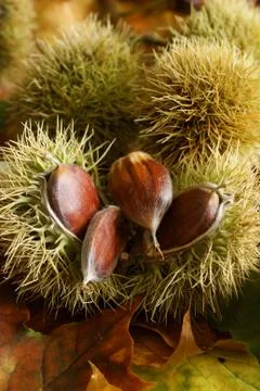 Chestnuts Stock Photos