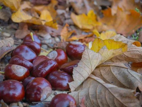 Chestnuts Stock Photos