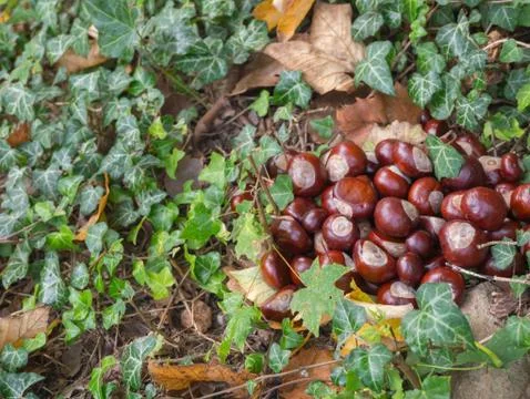 Chestnuts Stock Photos