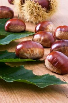 Chestnuts Stock-Fotos