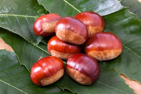Chestnuts Foto stock