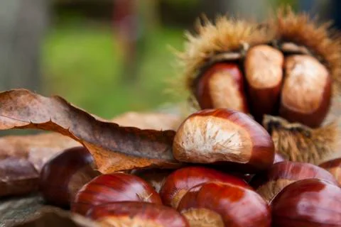 Chestnuts Stock Photos