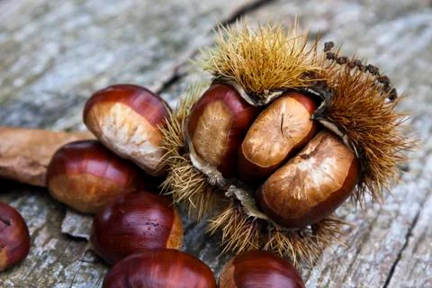 Chestnuts Stock-Fotos