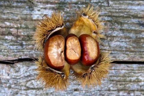 Chestnuts Stock Photos