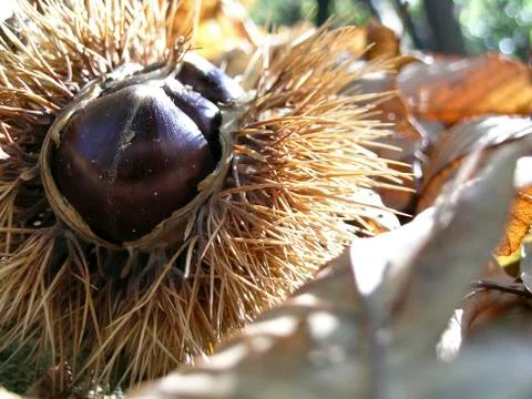 Chestnuts Stock Photos