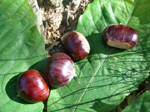 Chestnuts Stock Photos