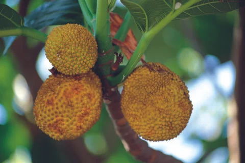 Chestnuts Stock Photos