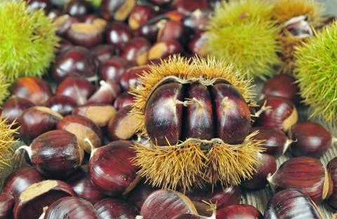 Chestnuts Foto stock